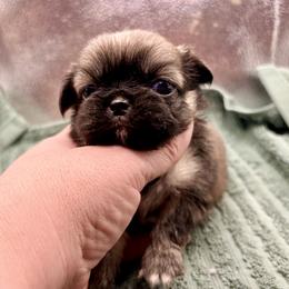 Girl 2 - Fawn sable female Pekingese puppy in Crown City, Ohio from Amy’s Lil Pekingese