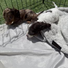 Dachshund Puppies from Pretty Dachshunds 661