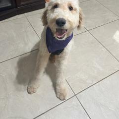 Blue Pup - Cream Double Doodle puppy in San Juan, Texas from Cash & June’s Double Doodles