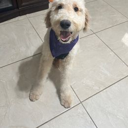 Blue Pup - Cream Double Doodle puppy in San Juan, Texas from Cash & June’s Double Doodles