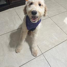 Blue Pup - Cream Double Doodle puppy in San Juan, Texas from Cash & June’s Double Doodles