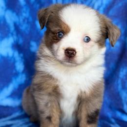 Sandy - Red merle female Miniature Australian Shepherd puppy in Buchanan, Georgia from Stanleyville Farm Mini Aussies