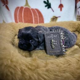 Shih Tzu Puppies from Lavender Lane Tzus