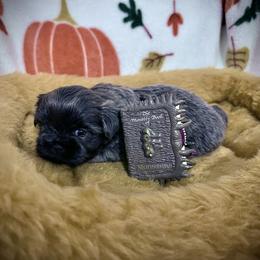 Shih Tzu Puppies from Lavender Lane Tzus
