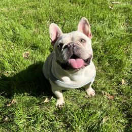 Rayo - French Bulldog