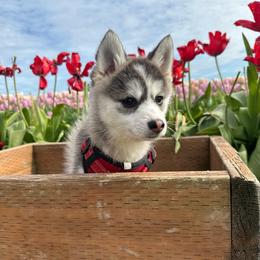 Apollo - Gray and white male Pomsky puppy in Oak Harbor, Washington from Island Pomskies