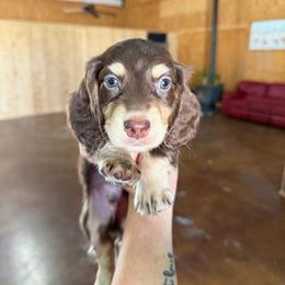 Rowley Jefferson - Chocolate and cream male Dachshund puppy in Stamford, Texas from West Texas Miniature Dachshunds