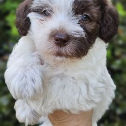 Goldendoodle, Old English Sheepdog, Poodle, Schnoodle, and Sheepadoodle Puppies from For the LOVE of Poodles and Doodles