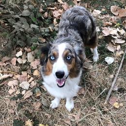 Sage - Miniature Australian Shepherd