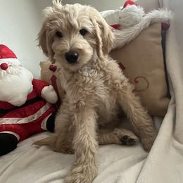 Goldendoodles from Andrea's Goldendoodles