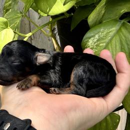 Liberty - Phantom female Poodle puppy in Goliad, Texas from Sassy Lil Aussies and Diamond W Poodles