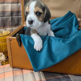 Ambrose - Blue tan and white male Beagle puppy in Mindenmines, Missouri from Debonair Beagles