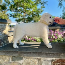 Golden Retriever Puppies from Snow Walker Goldens