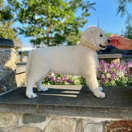 Golden Retriever Puppies from Snow Walker Goldens
