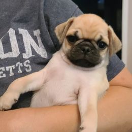 Pugs from Gleaton's Pugs