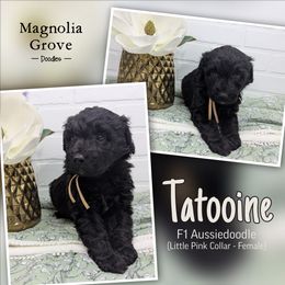 Aussiedoodle, Australian Mountain Doodle, Bernedoodle, and Poodle Puppies from Magnolia Grove Doodles