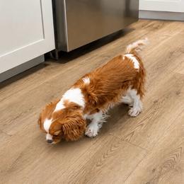 Red Poppy - Cavalier King Charles Spaniel