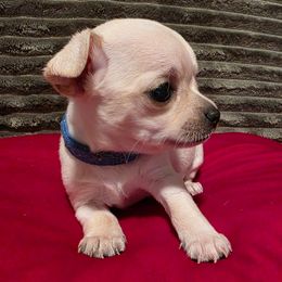 Phellip Petit (frm. 'Beau') - Cream male Chihuahua puppy in Jacksonville, Florida from Precious Paws of Florida - Chihuahuas