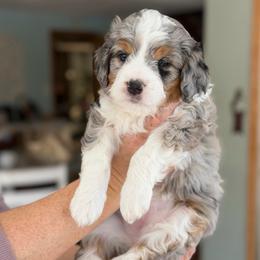 Sugarplum - Blue merle female Bernedoodle puppy in Henry, Illinois from Rowe Farms Doodles