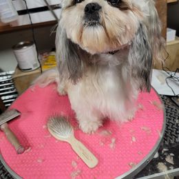 Revy - Shih Tzu