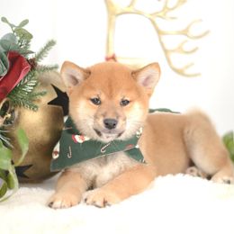 Miyo ❤️ Red Boy - Red male Shiba Inu puppy in Neosho, Missouri from Sunny Terrace Shibas
