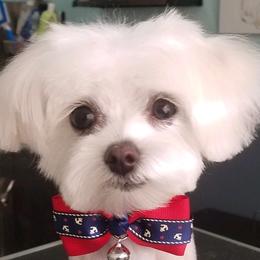 Yeti - Maltese