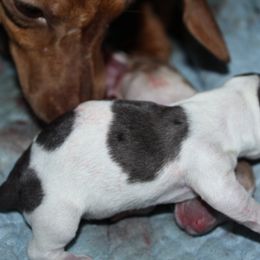 Woody - Dapple male Dachshund puppy in Midland, Texas from The Barefield Doxies