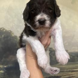 Teddy - Chocolate male Assorted Doodle Crosses puppy in West Monroe, Louisiana from Southern Haven Doodles