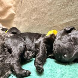 Girl 6 - Slate blue female Kerry Blue Terrier puppy in Salt Lake City, Utah from Marble Mountain Kerry Blue Terriers