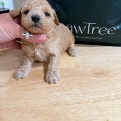 Liberty - Apricot female Goldendoodle puppy in Cherry Tree, Pennsylvania from Plum Creek Acres Next Generation