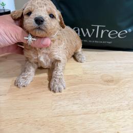 Liberty - Apricot female Goldendoodle puppy in Cherry Tree, Pennsylvania from Plum Creek Acres Next Generation