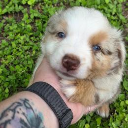 Xavier - Red merle male Australian Shepherd puppy in Copperas Cove, Texas from Hidden Leaf Aussies