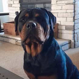June - Rottweiler