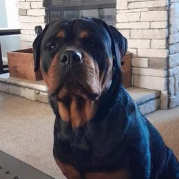 June - Rottweiler