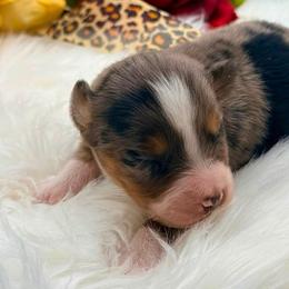 Thor - Blue merle male Toy Australian Shepherd puppy in Blacksburg, South Carolina from Rustic Rose Toy Australian Shepherds