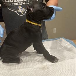 Yellow Canary - Black female Cane Corso puppy in Lubbock, Texas from Hub City Kennel