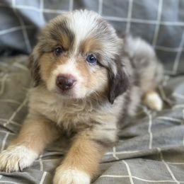 Starburst - Red merle female Miniature American Shepherd puppy in Plant City, Florida from Osborne & Stormborn FL Kennels