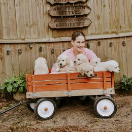 English Setter, Golden Retriever, and Gordon Setter Puppies from Katherine's Gordon Setters, English Setters, and Golden Retrievers