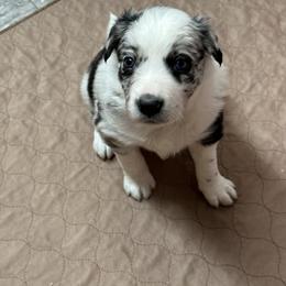 Border Collie Puppies from Roaring River Border Collies