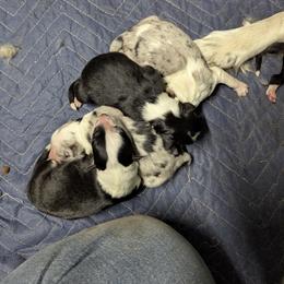 Australian Shepherd and Great Dane Puppies from AEW Farm
