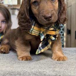 Grizzly - Red male Dachshund puppy in Duncanville, Alabama from Bear Creek Dachshunds