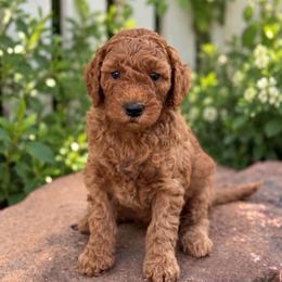 Dolly - Red  female Goldendoodle puppy in Wharton, Texas from Little Fur Friends