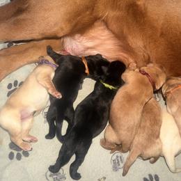 Yellow Female Orange Collar - Yellow female Labrador Retriever puppy in Randolph, Ohio from The Lab Clan