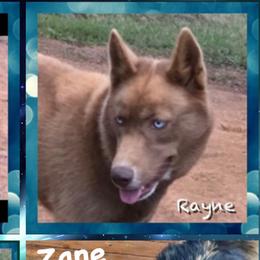 Rayne - Siberian Husky