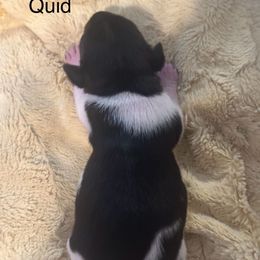 Quid - Blue white and tan male Rat Terrier puppy in Lodi, California from Top Shelf Rat Terriers