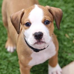 American Staffordshire Terrier Puppies from Liberty Am Staffs