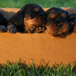 Cavalier King Charles Spaniel Puppies from Nine Mile Cavaliers