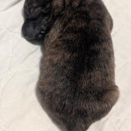 Girl 2 - Brindle female Hokkaido puppy in Atlanta, Georgia from Tohoku Nozomi Kennel 東北望み荘