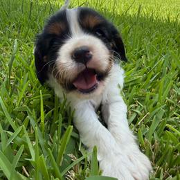 Boy 1 - Tri-color male Cavalier King Charles Spaniel puppy in Dime Box, Texas from Kuehlers Kavaliers