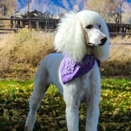 Razzy - Poodle